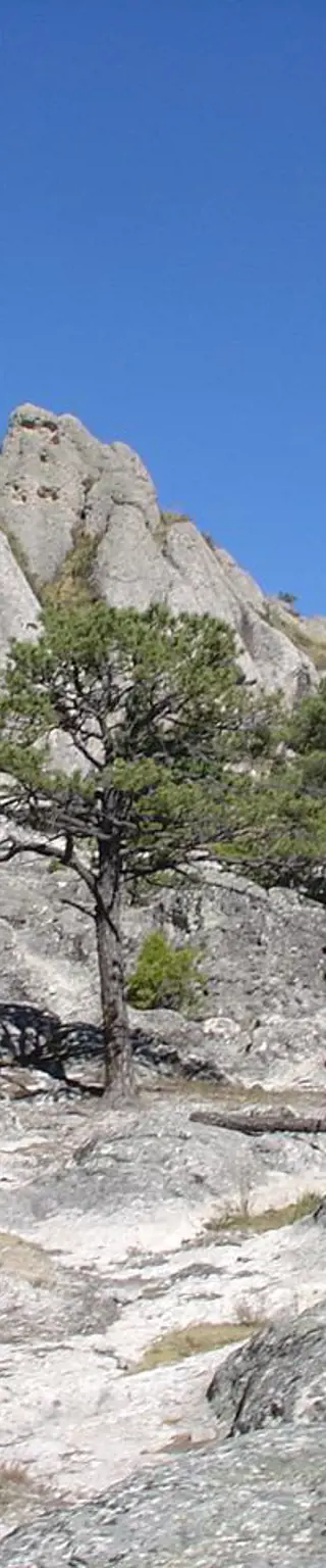 Auf den Spuren der Holzfäller in Creel